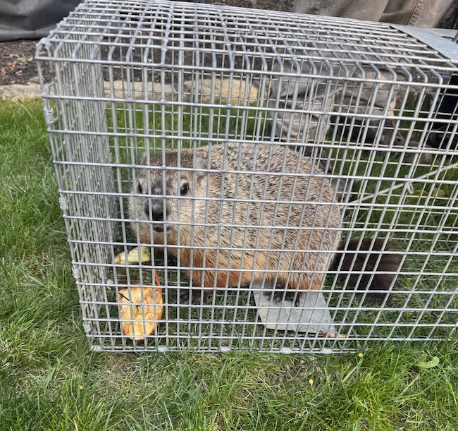 A groundhog in our backyard