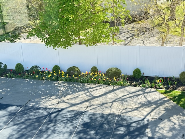 Nicole's Tulips