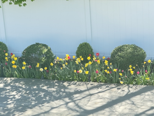 Nicole's Tulips